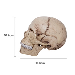 4Dマスターサイエンス工学玩具教育STEM生物学医学図4D人間の爆発した頭蓋骨自然教育セット - Product Image 2