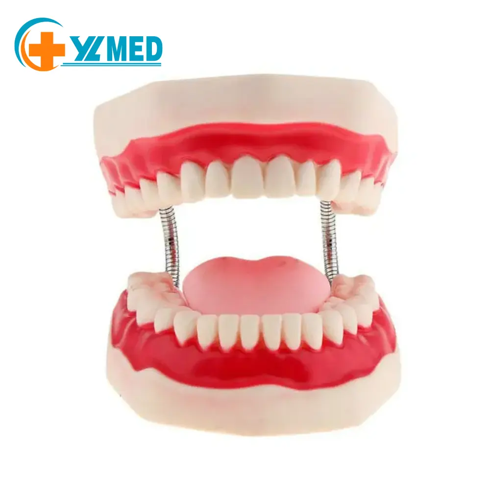 Modelos dentales anatómicos grandes, 6 modelos dentales de higiene oral, enseñar modelos de cuidado bucal con lengua desmontable