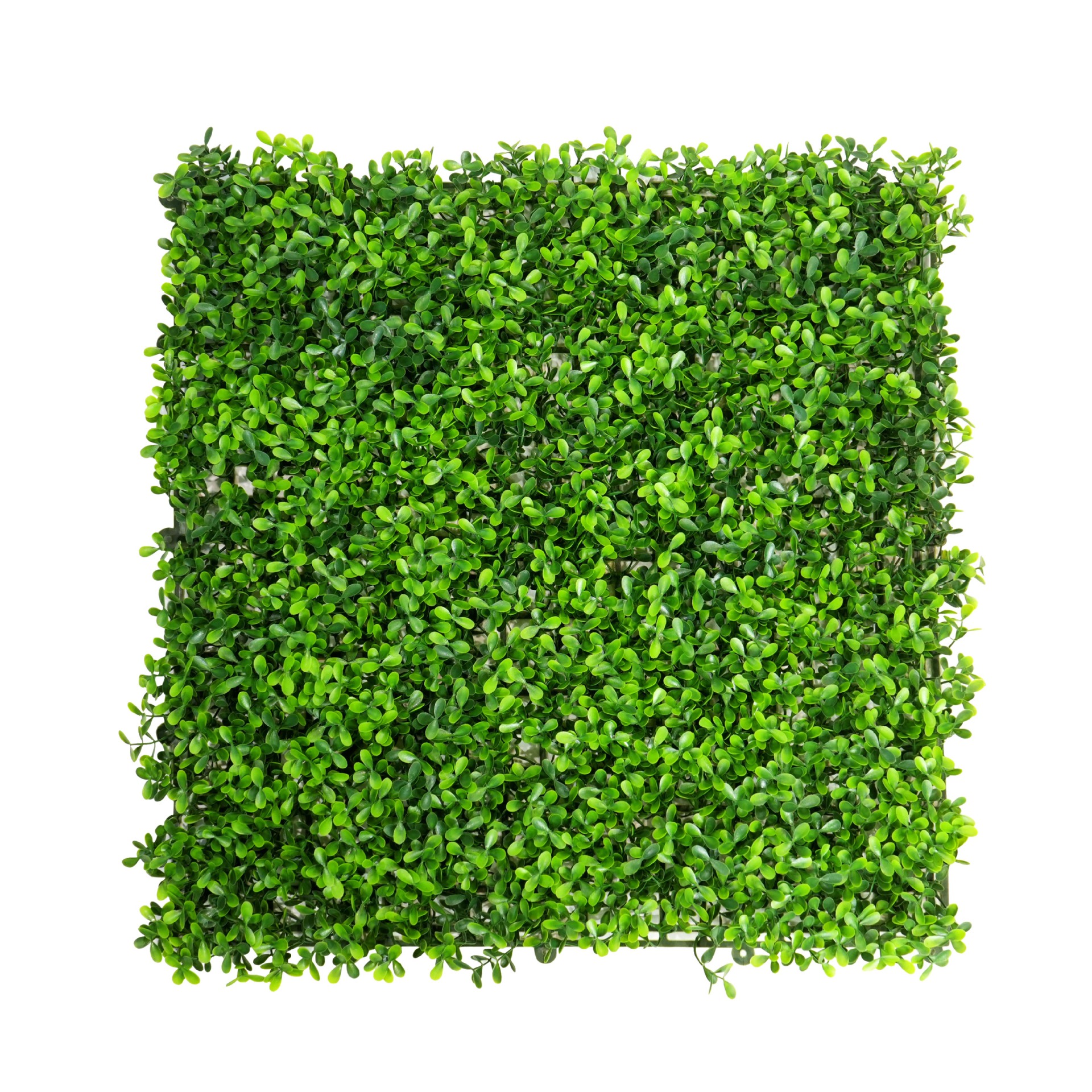 Herbe d'arachide
