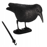 Corbeau noir A
