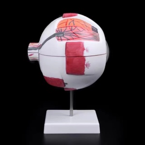 Bilim eğitimi için SCIENSMED 6X genişlemiş insan gözü anatomik modeli öğrenciler çalışma ekran tıbbi öğretim - Product Image 6