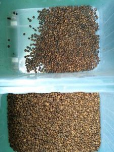Máquina clasificadora de colores CCD multifuncional, semillas de girasol, grano de café, arroz de trigo, clasificador de color para planta procesadora de alimentos - Product Image 6
