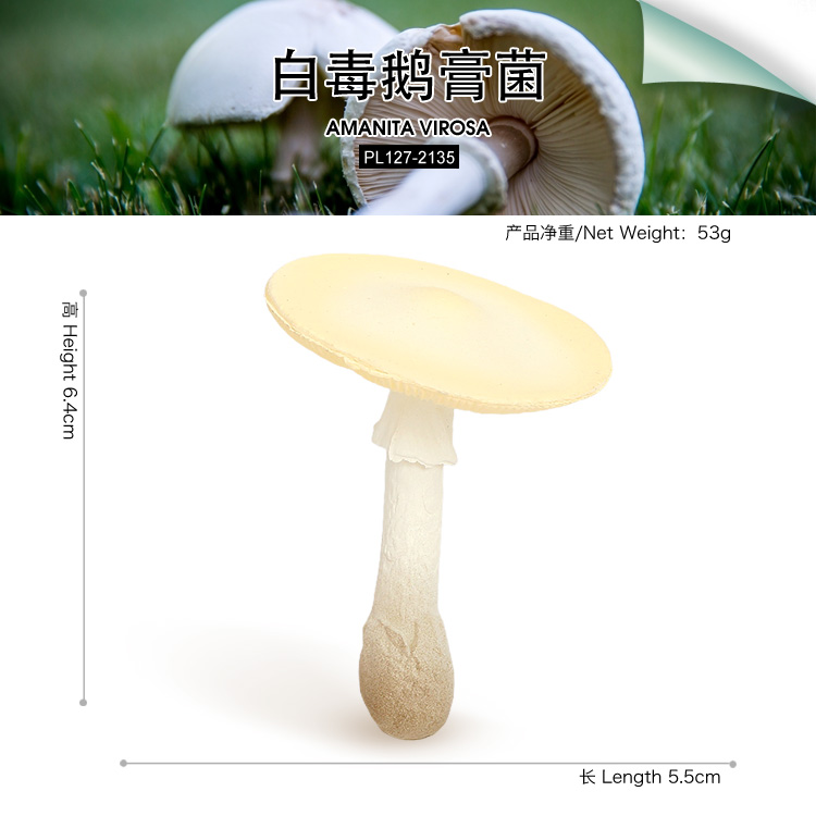 2135 Fool's mushroom Destroying angel
