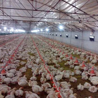 Equipo de alimentación de aves de corral, equipo para pollos, granja
