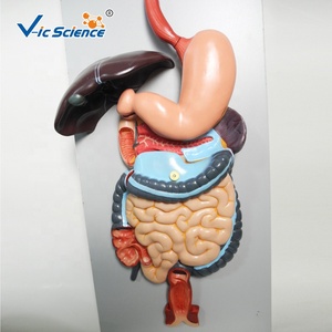 高品质的学生人体消化系统模型 - Product Image 5