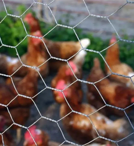 Rete metallica esagonale del pollo del produttore diretto della rete metallica di pollo del PVC verde rivestito rete metallica esagonale con il prezzo di fabbrica - Product Image 4