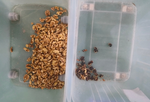 Belt type walnut color sorter <strong>machine</strong> color <strong>sorting</strong> <strong>machine</strong> <strong>for</strong> walnut separate <strong>shell</strong> from <strong>kernel</strong> - Product Image 6