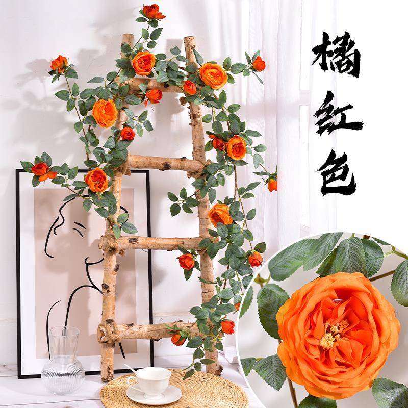 Vigne Austin Rose - Orange-Rouge