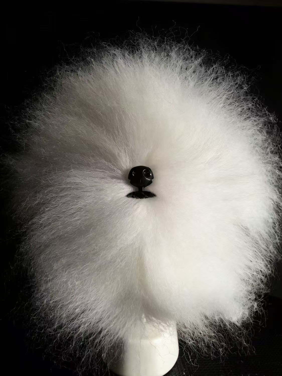 Cheveux de tête de bichon frisé