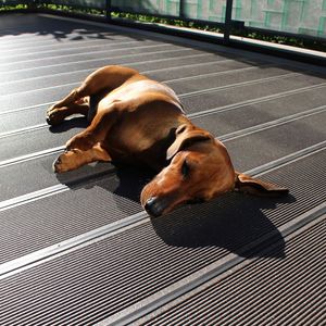 Hiện đại không thấm nước WPC decking 146*24 Mét với hạt gỗ tếch gỗ nhựa cho sàn ngoài trời dễ dàng bấm vào - Product Image 6