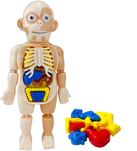 Çocuk 4D insan organları bebek kiti DIY montaj bilim seti çocuklar için öğrenme için çıkarılabilir oyuncak plastik aydınlanma modeli - Product Image 1