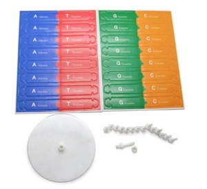 Çocuklar için 1 takım öğretim araçları Test kiti erken eğitim oyuncak insan genleri DNA çift sarmal bilim yaygınlaştırma öğretim modelleri - Product Image 3