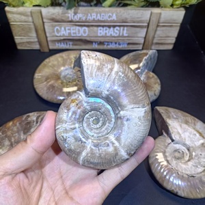 Fósil de amonita de cristal natural curativo de alta calidad a precio de fábrica para equilibrio energético doméstico o FengShui - Product Image 2
