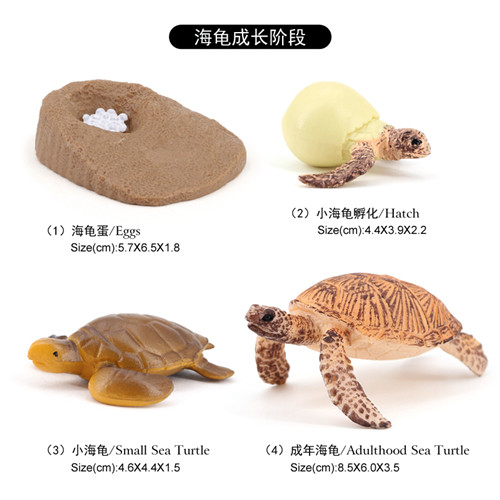 2423 Cycle de vie de la tortue de mer