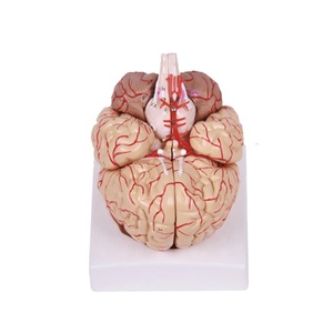 SC-A1049 Human Brain Cerebrovascular Cerebroarterial <strong>Nerve</strong> Artery Anatomical Model Brain Model with Artery and <strong>Nerve</strong> - Product Image 1