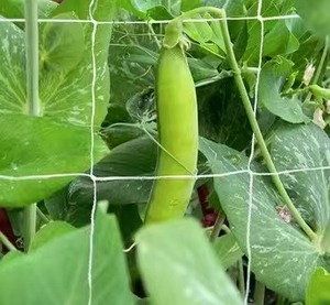 Rete da arrampicata da giardino in poliestere bianco 5 * 15FT per rete di supporto vegetale - Product Image 5