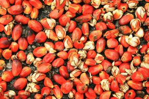 Automatic Crude Seed Shelling Nut <strong>Shell</strong> <strong>Separator</strong> Palm <strong>Kernel</strong> Cracker <strong>and</strong> Separating <strong>Machine</strong> - Product Image 6