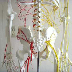 Laboratuvarı öğretim modelleri İnsan 170cm İnsan İskeleti ana arterler ve Spinal sinir iskelet PVC - Product Image 6