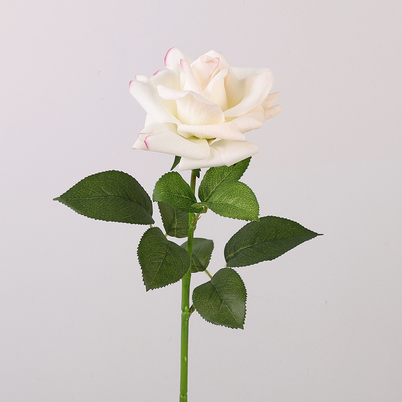 แชมเปญ