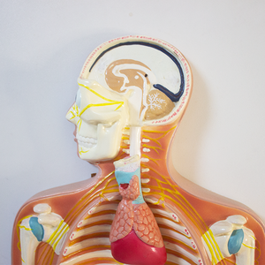 مواد SMM104 بشرية للحيوانات الأليفة لتدريس معدات الأعصاب المركزية في الدماغ والحبل الشوكي والجهاز العصبي العلوم الطبية - Product Image 3