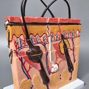 מודל הגדלת קטע עור מבנה עור הגדלה מבנה היררכי אנטומיה מיקרופלסטיק באיכות גבוהה PVC רפואי - Product Image 4