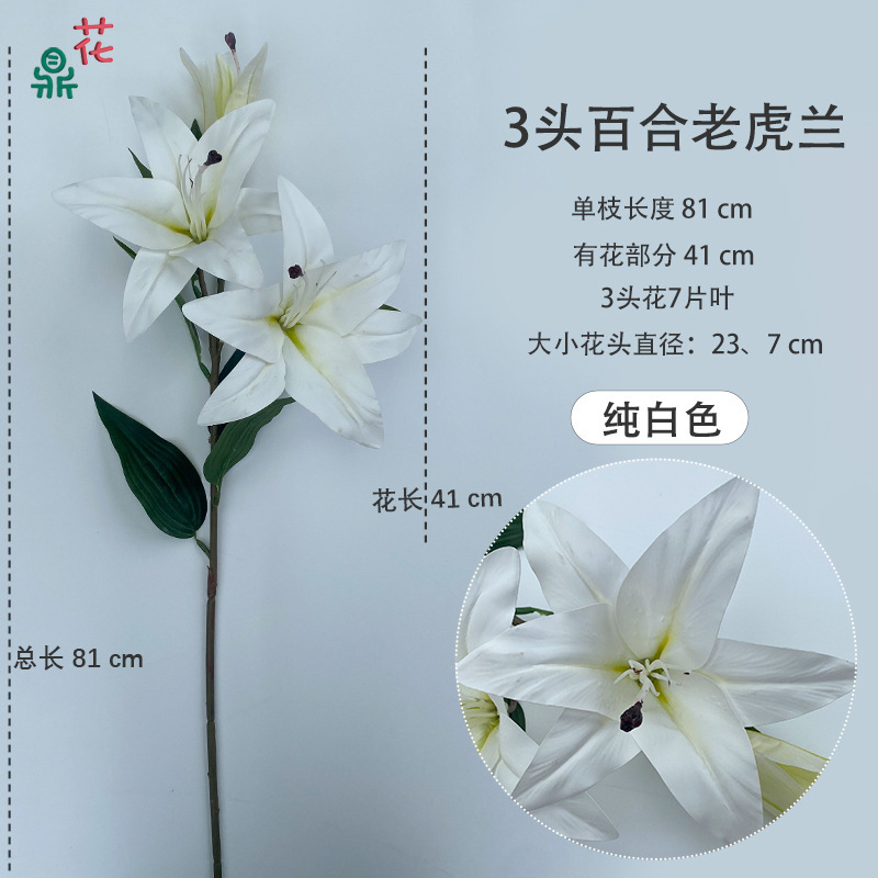 Orchidée tigre à 3 têtes, blanc pur