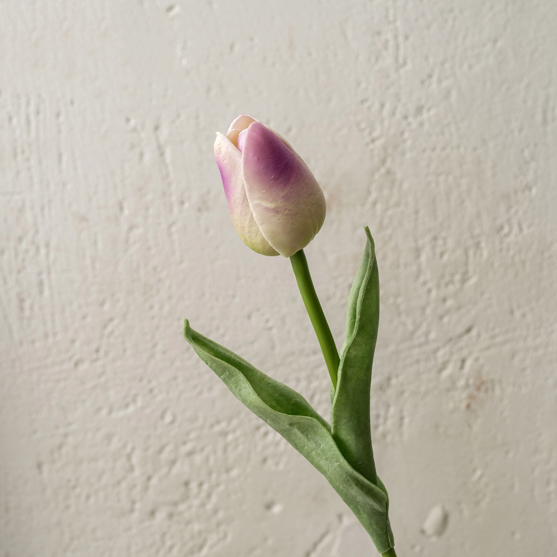 Pourpre
