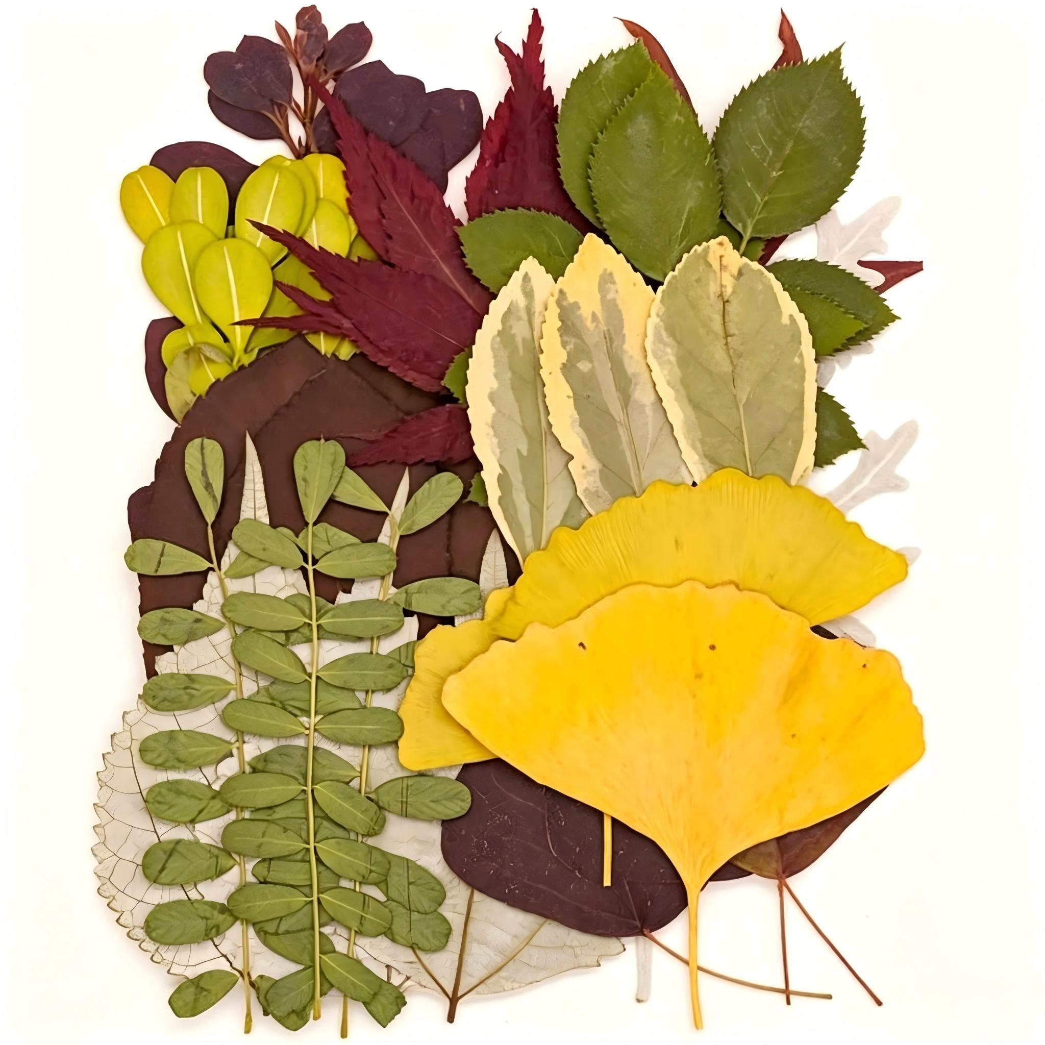 Vert et jaune, 35 pièces/paquet