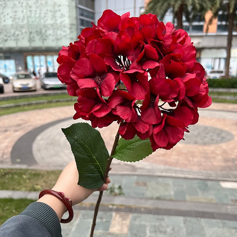 large single-bud french hydrangea-red