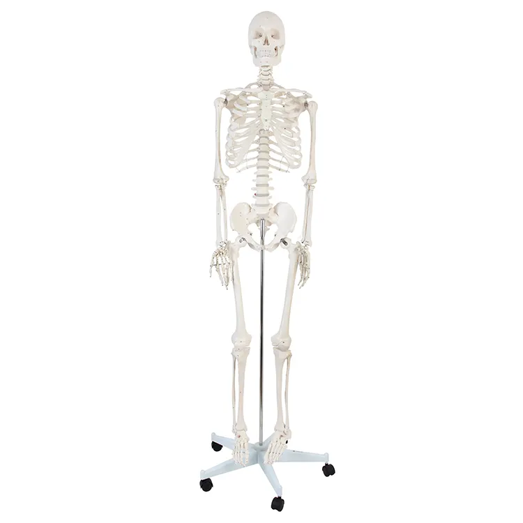 Esqueleto anatómico de enseñanza humana, modelo humano, 170cm