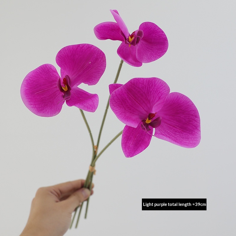 สีม่วง