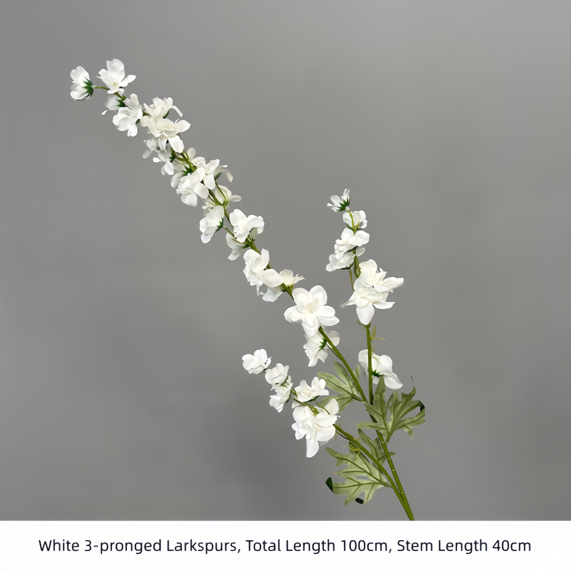 Larkspurs blancs à 3 branches