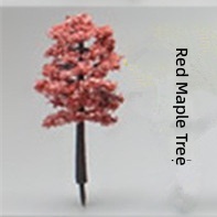 Red maple tree