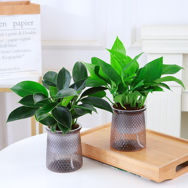 Golden diamond pothos-starry pot nutrient solution