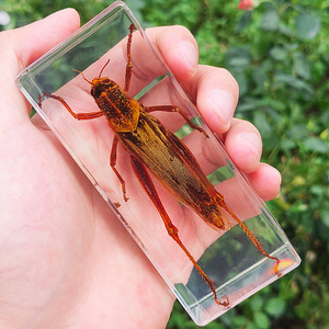 Reçine zanaat locust numune gerçek bug gömülü numune böcek reçine dekorasyon böcek numune koleksiyonu - Product Image 1