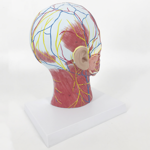BMN/H011 Model of <strong>Nerve</strong> Attached to Blood Vessels in the <strong>Median</strong> Sagittal Section of the Head for Medical Science - Product Image 2