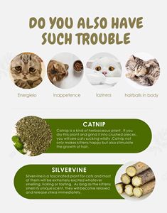 New Arrival <strong>Catnip</strong> Cat Toys Pet Products Fresh Cat <strong>Catnip</strong> Toys Mint Natural Safety Cute Shape Ball Cat Lollipop <strong>Catnip</strong> Toy - Product Image 3