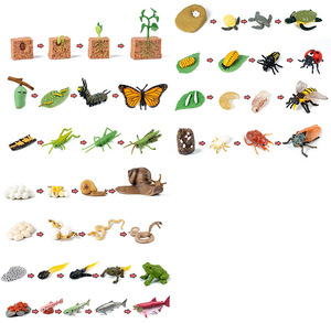 Bộ Đồ Chơi Mô Hình Côn Trùng & Động Vật Chân Thực Bộ Vòng Đời Phát Triển Nhận Thức Khoa Học Giáo Dục Sớm Cho Trẻ Đồ Chơi Học Tập Bằng Gỗ - Product Image 6