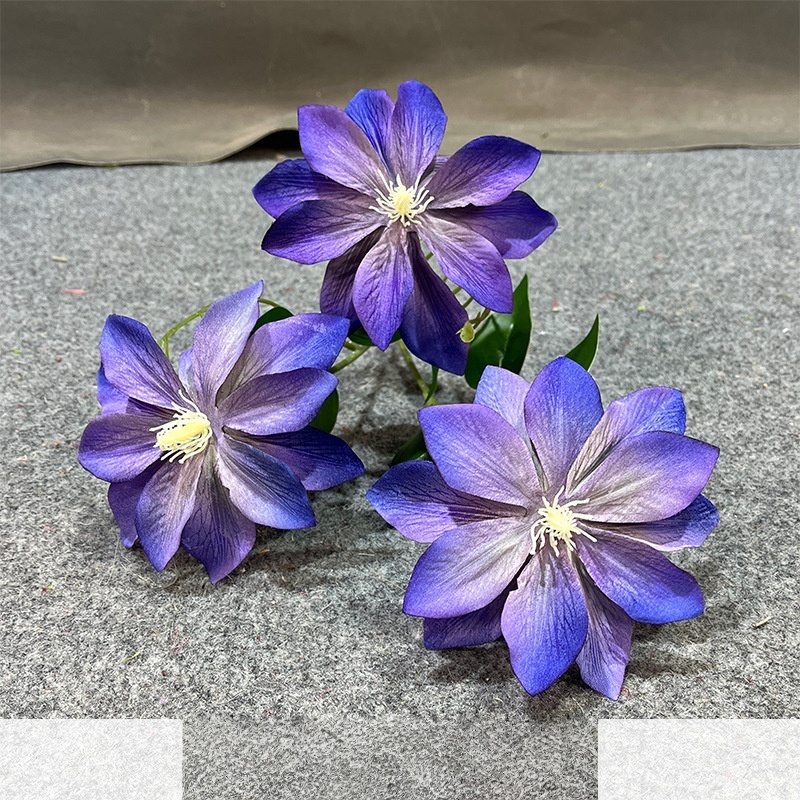 Viola intenso 3