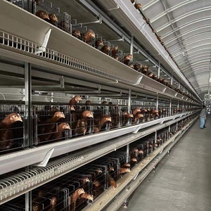 כלוב עוף פלדה אוטומטי h brooder עבור תינוק שכבה של תרנגול חדש עבור משק בית משק רשת יום ישן סוללה סוללה סוללה
