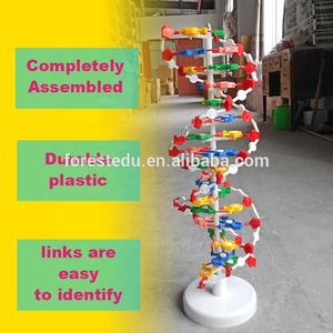 Modelo de biología Modelo de estructura de ADN Estructura de doble hélice Modelo de Educación de Ciencias Médicas - Product Image 3