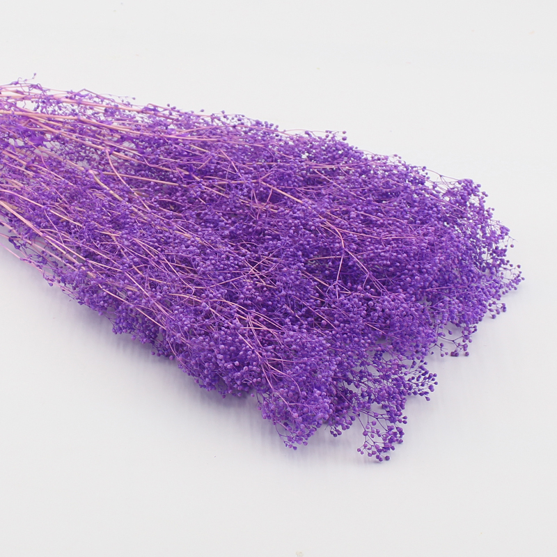 Pourpre