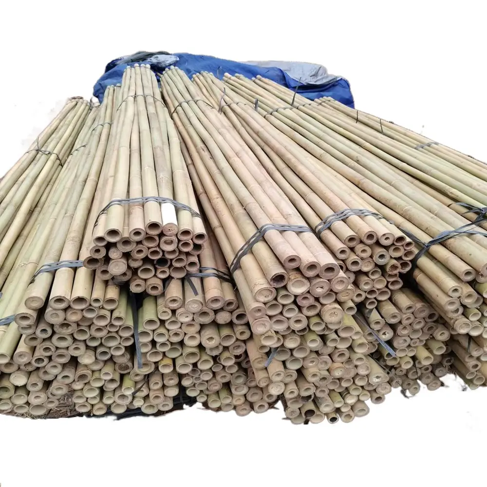 Tonkin bahan bambu mentah untuk pertanian dan taman, pasak bambu untuk pembibitan