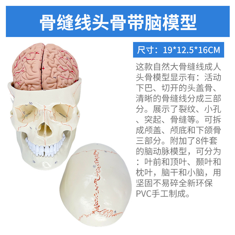 Sutures osseuses, appendice du crâne