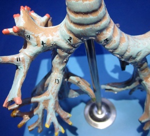 Medical <strong>Human</strong> Bronchia Model, Bronchus of Trachea Model - Product Image 2