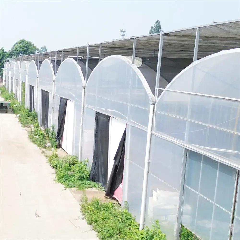 Rumah kaca hidroponik multi-rentang rumah hijau pertanian rumah kaca lain ventilasi otomatis rumah kaca tropis