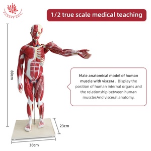 人体解剖モデル85cm 27部マニキン医学科学人体筋肉W/内部臓器モデル解剖モデル - Product Image 3