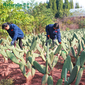 Own lin kendi dikim üssü yüksek kaliteli Opuntia ficus -<span class=keywords><strong>indica</strong></span> (L.) Değirmen. 5:1 organik kaktüs özü tozu