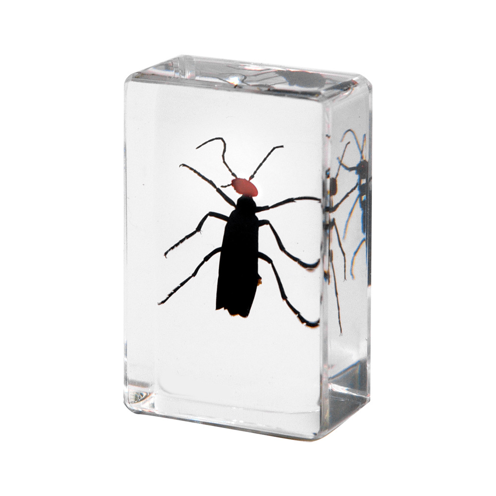4.5 cm small size-red-headed bean beetle