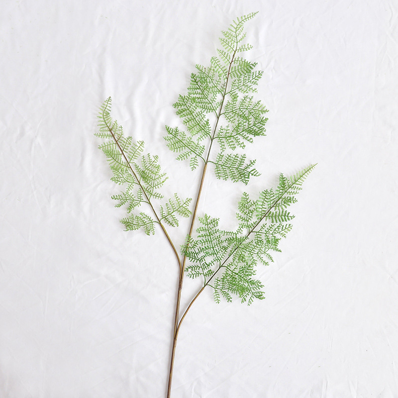 Feuille unique de fougère asparagus à trois pointes.